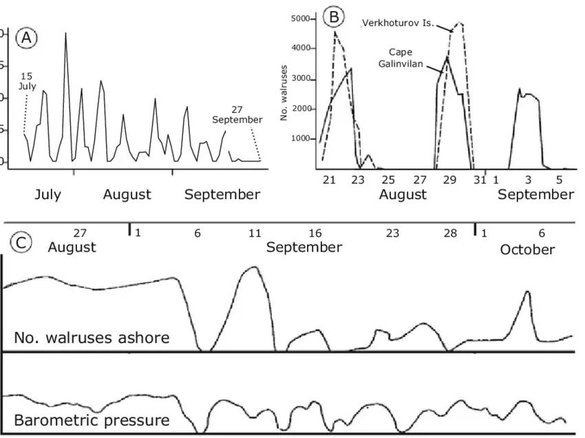 Walruses ashore at Arakamchechen Island plotted above barometric pressure over August–October 1977; the two curves rise and fall together.